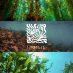初めまして。UMIMO(ウミモ)です。